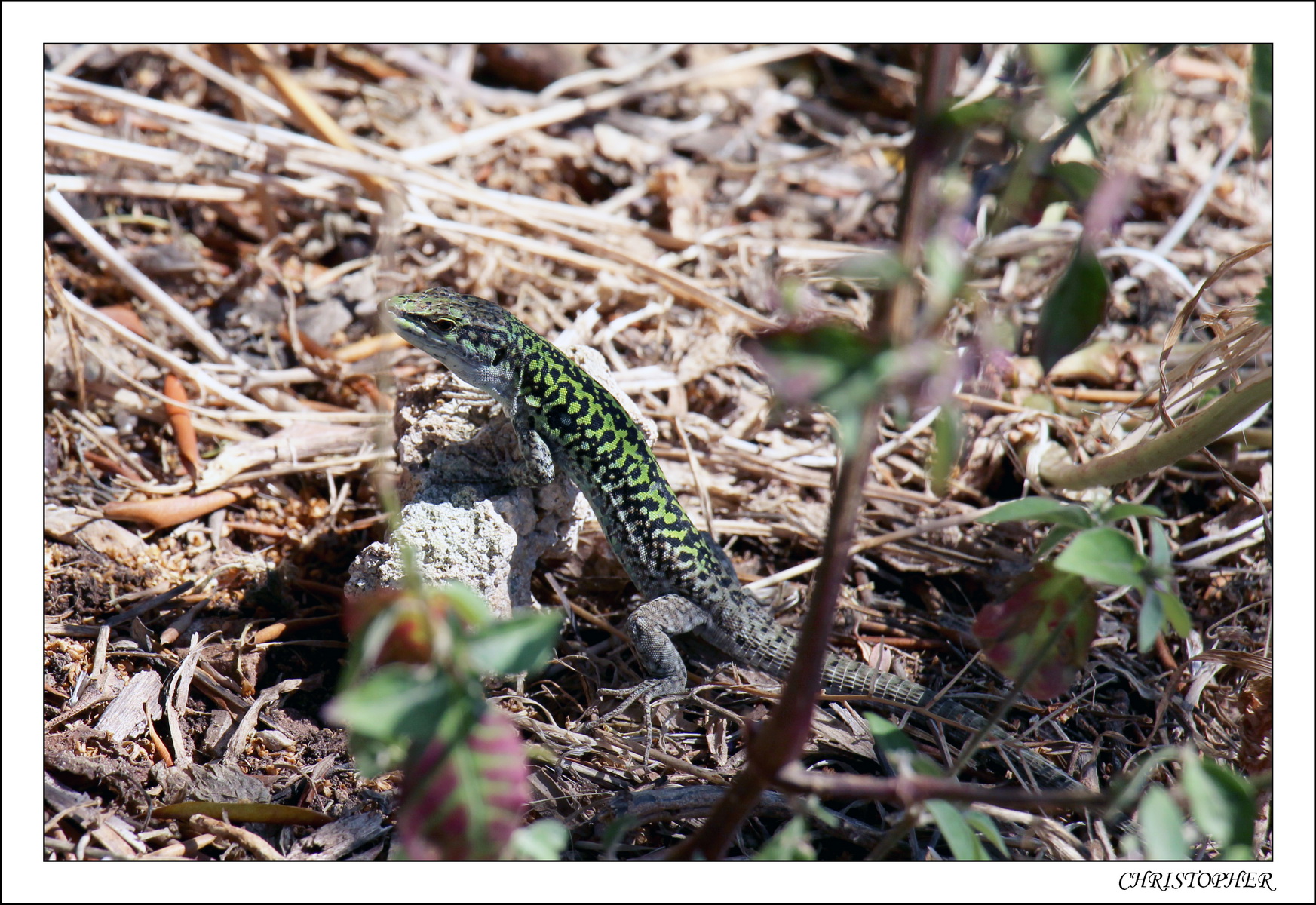 2016   05   Céfalu   36